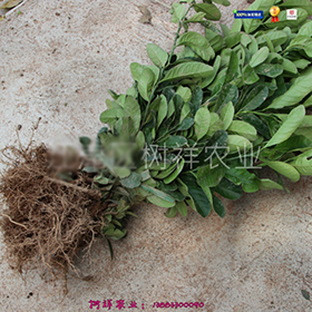佛手苗1.jpg