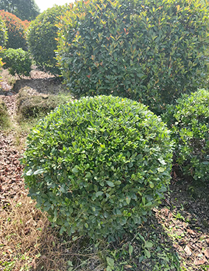 海桐球，冠幅120-180cm  (1).jpg