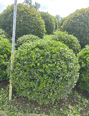 海桐球，冠幅120-180cm  (5).jpg