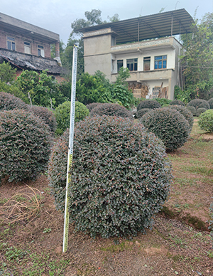 红花继木球  (2).jpg