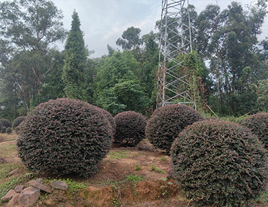 红花继木球  (4).jpg