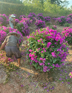 三角梅球，冠60-120cm  (1).jpg