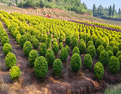 亮晶女真球，冠幅60-120cm  (1).jpg